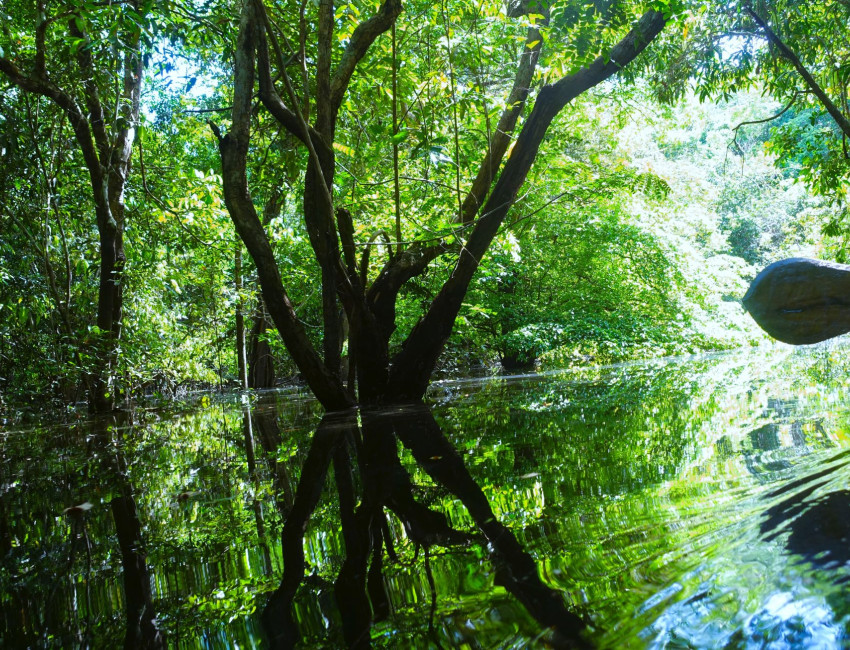 Naturens kunstverk - Amazonas - Brasil