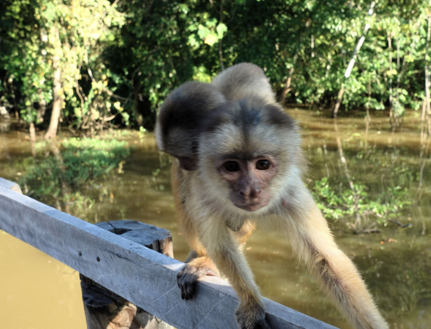 Besøk om bord på elvebåten - Amazonas - Brasil