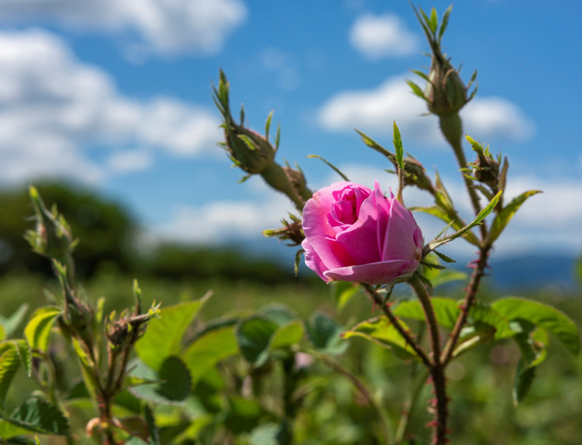 Damaskrosen i Rosedalen - Bulgaria