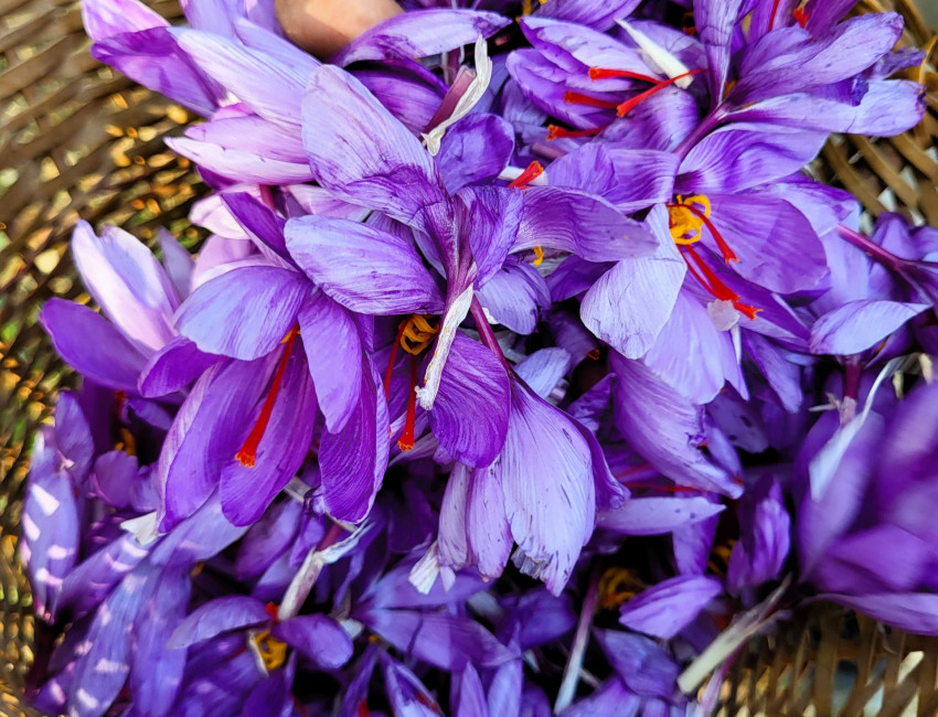 Safranblomster