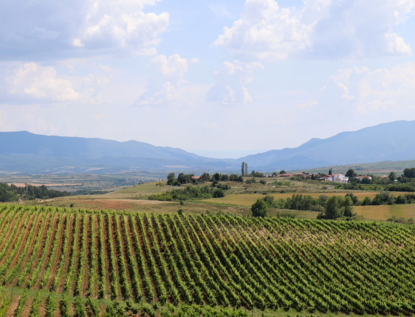 Vinområdene i Melnik i Pirin-fjellene - Bulgaria