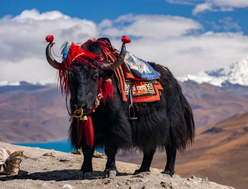 En pyntet Yak-okse i Tibet