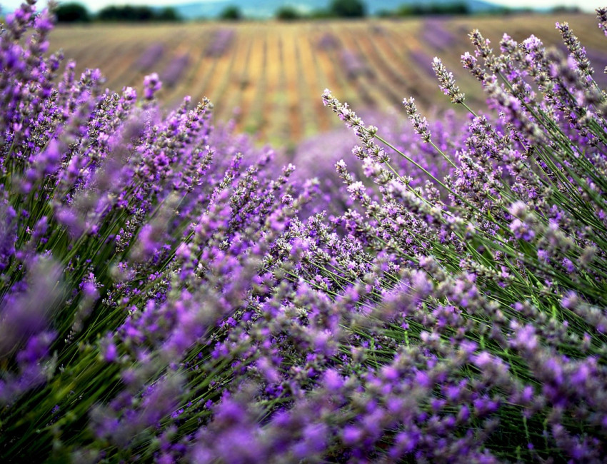 Sletter med lavendel finner du mange steder i Bulgaria