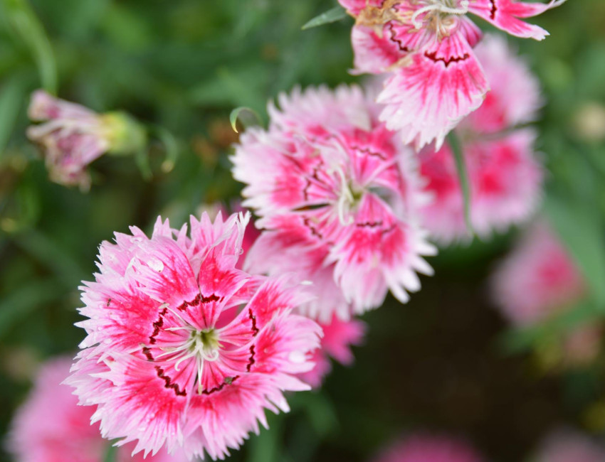 Det blomstrer på Mauritius