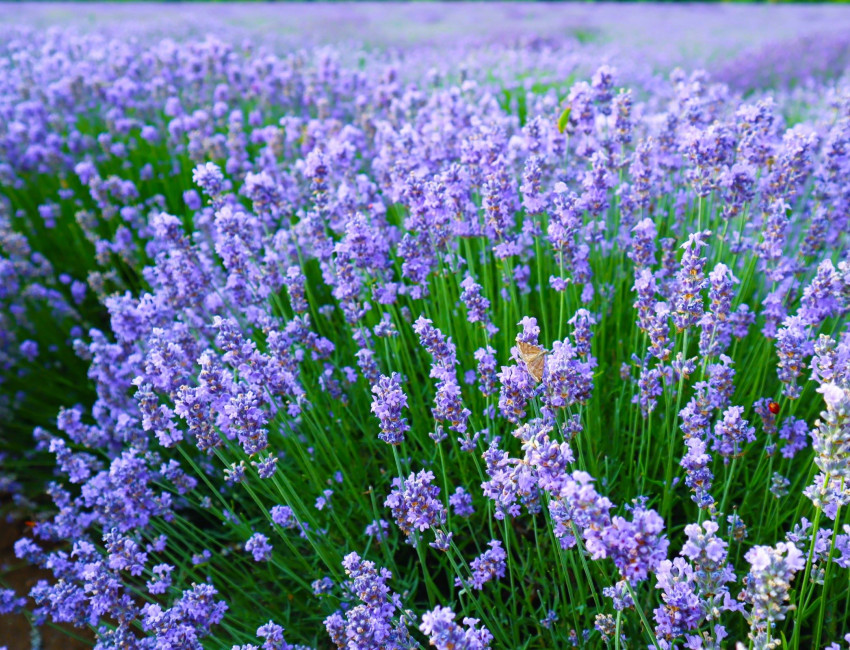 Bulgarias Provence - lavendel så langt øyet kan se