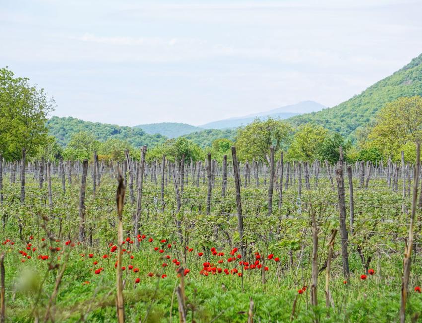 Vinmarker i Kakheti - Georgia