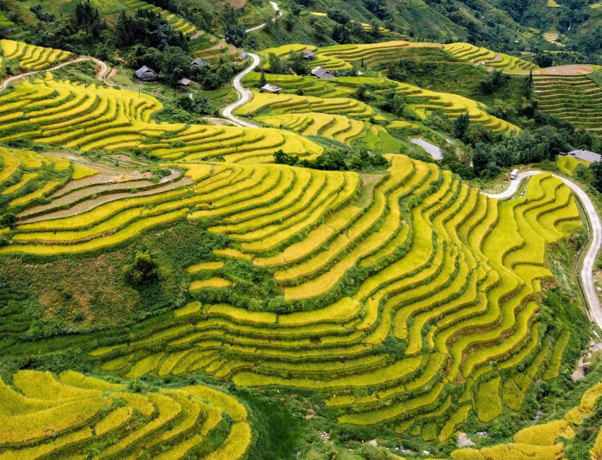 Risterrasser i Hoang Su Phi - Ha Giang