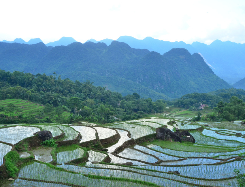 Risterrasser pu Luong