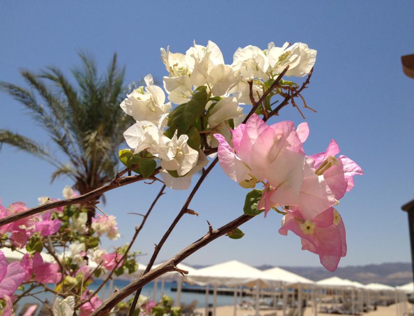 Blomstring i Aqaba - Jordan