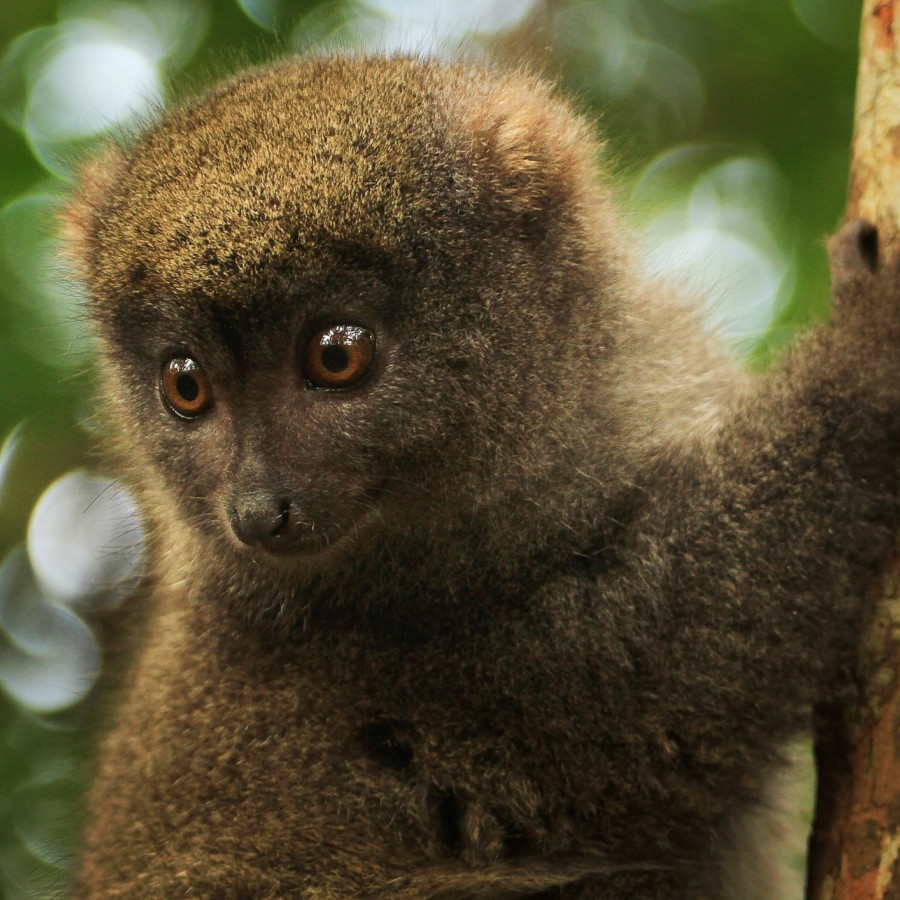 Essensen av Madagaskar