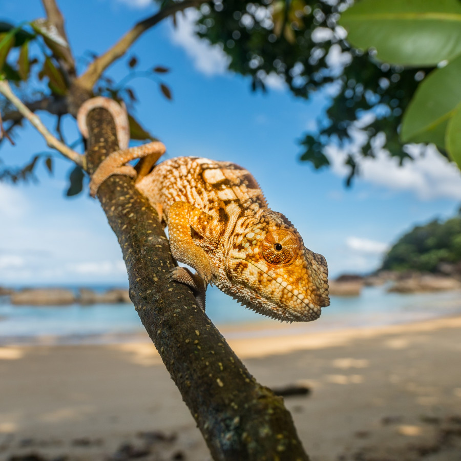 Madagaskar i sakte tempo
